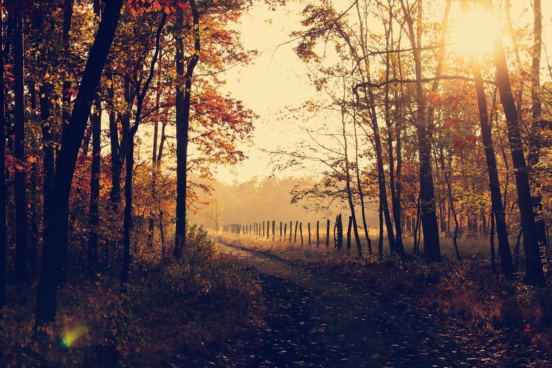 Quiet forest path lit by low autumn sun